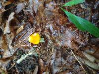 Amanita flavoconia image