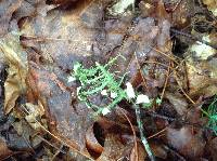 Usnea strigosa image