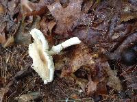 Amanita brunnescens image