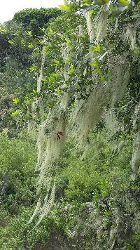 Ramalina menziesii image