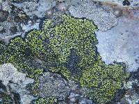 Rhizocarpon geographicum image