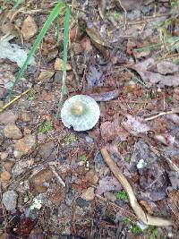 Russula virescens image