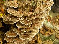 Trametes versicolor image
