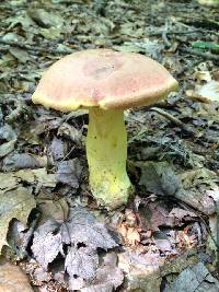 Boletus auripes image