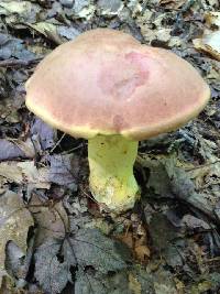 Boletus auripes image