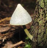 Entoloma canoconicum image