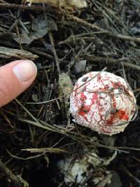 Amanita muscaria image