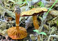 Cortinarius distans image