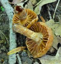 Cortinarius distans image