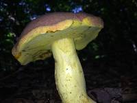 Boletus auripes image