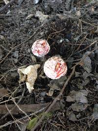 Amanita muscaria image