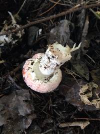 Amanita muscaria image