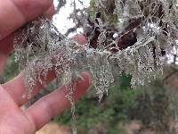 Ramalina menziesii image