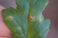 Puccinia lagenophorae image