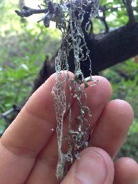 Ramalina menziesii image