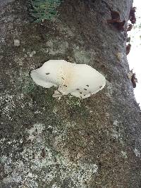 Pleurotus ostreatus image