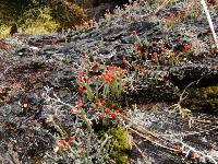 Cladonia cristatella image