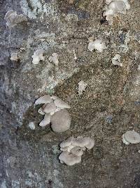 Pleurotus ostreatus image