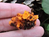 Tremella mesenterica image