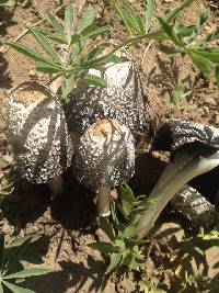 Coprinus comatus image