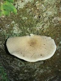 Pleurotus ostreatus image