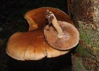 Agrocybe parasitica image