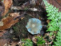 Lactarius indigo image