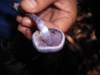 Cortinarius bibulus image