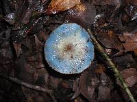 Lactarius indigo image