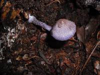 Image of Cortinarius bibulus