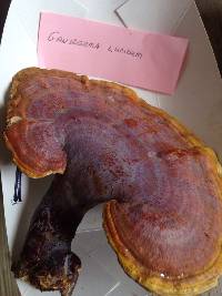 Ganoderma lucidum image