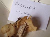 Helvella crispa image