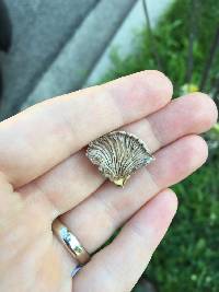 Schizophyllum commune image