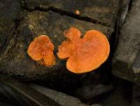 Pycnoporus sanguineus image