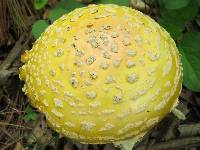 Amanita muscaria image