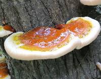 Ganoderma tsugae image