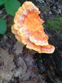 Laetiporus sulphureus image