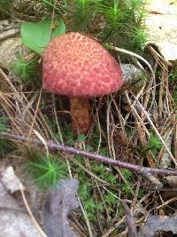 Suillus pictus image