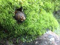 Calostoma rodwayi image