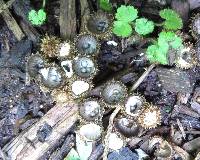 Cyathus striatus image