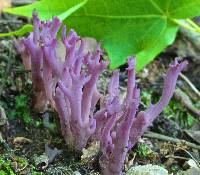 Clavaria zollingeri image