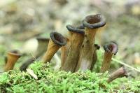 Craterellus fallax image