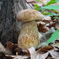 Boletus variipes image