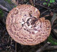 Polyporus squamosus image