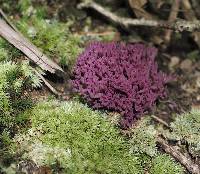 Clavaria zollingeri image