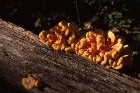 Laetiporus sulphureus image