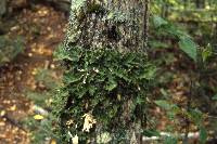 Lobaria pulmonaria image