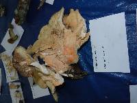 Laetiporus cincinnatus image