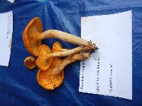 Omphalotus illudens image