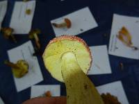 Boletus hortonii image